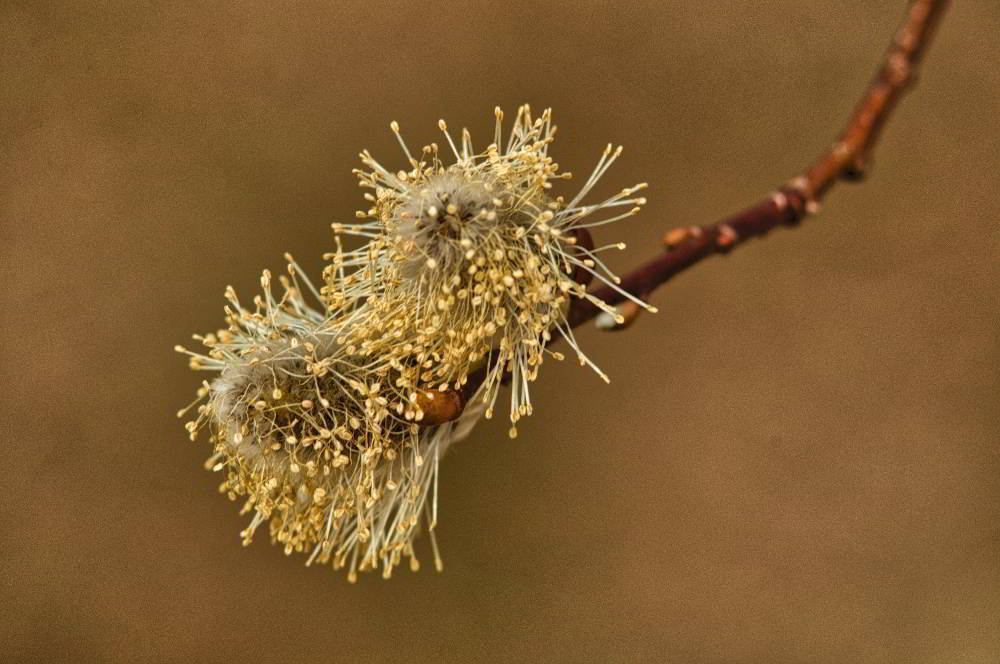 Salweide (Salix caprea) | Foto: Werner Pietschmann