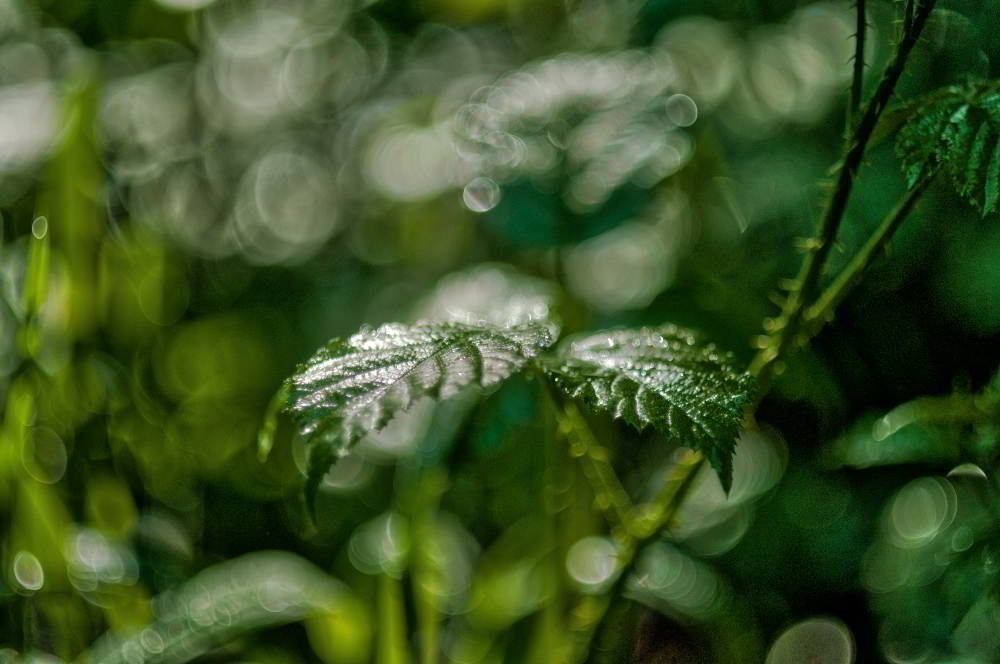 Brombeerhecke | Foto: Werner Pietschmann