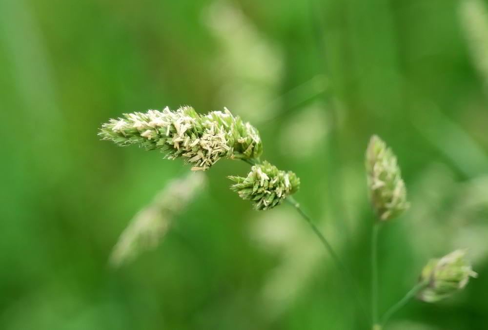 Gewöhnliches Knäuelgras (Dactylis glomerata), auch Wiesen-Knäuelgras oder Knaulgras. | Foto: Werner Pietschmann