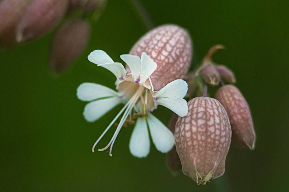 Taubenkropf-Leimkraut (Silene vulgaris) | Foto: Werner Pietschmann