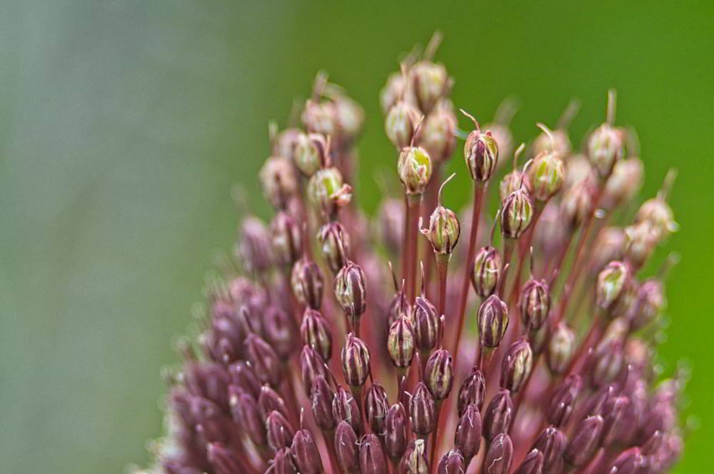 Kugelköpfiger Lauch (Allium sphaerocephalon) | Foto: Werner Pietschmann