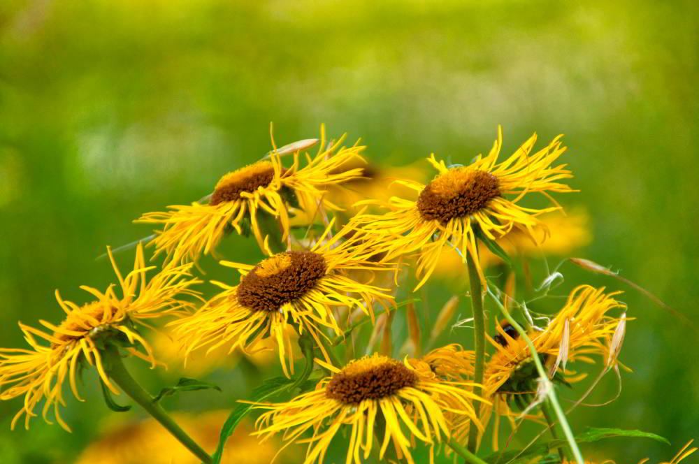 Echter Alant (Inula helenium) | Foto: Werner Pietschmann