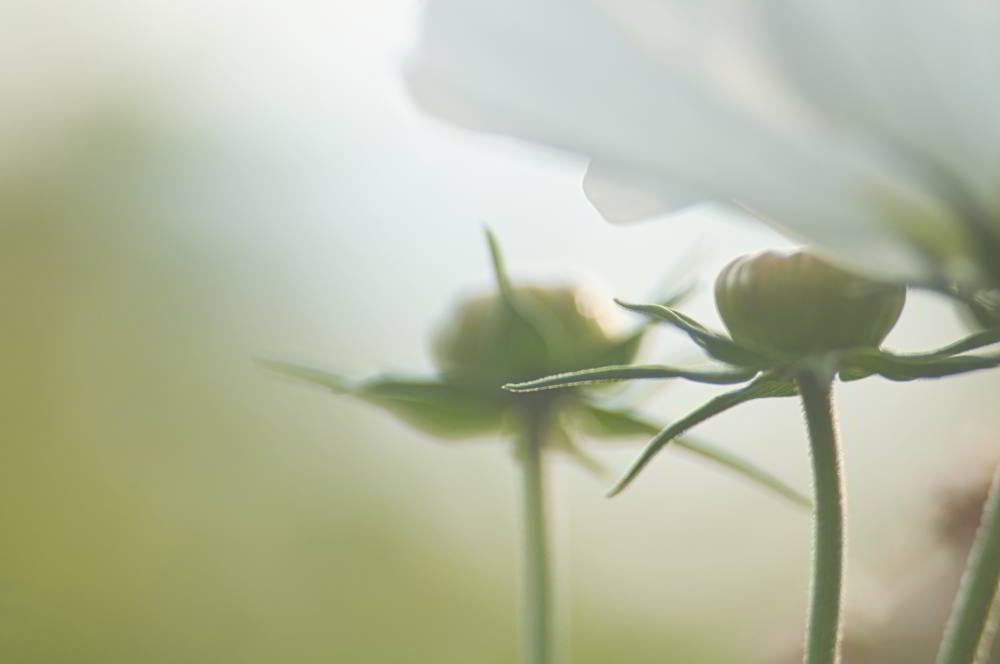 Die Kosmee (Cosmos) wird auch Schmuckkörbchen genannt. | Foto: Werner Pietschmann