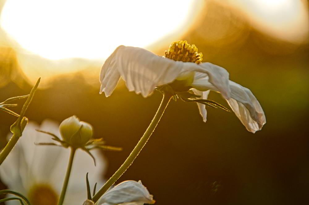 Die Kosmee (Cosmos) wird auch Schmuckkörbchen genannt. | Foto: Werner Pietschmann