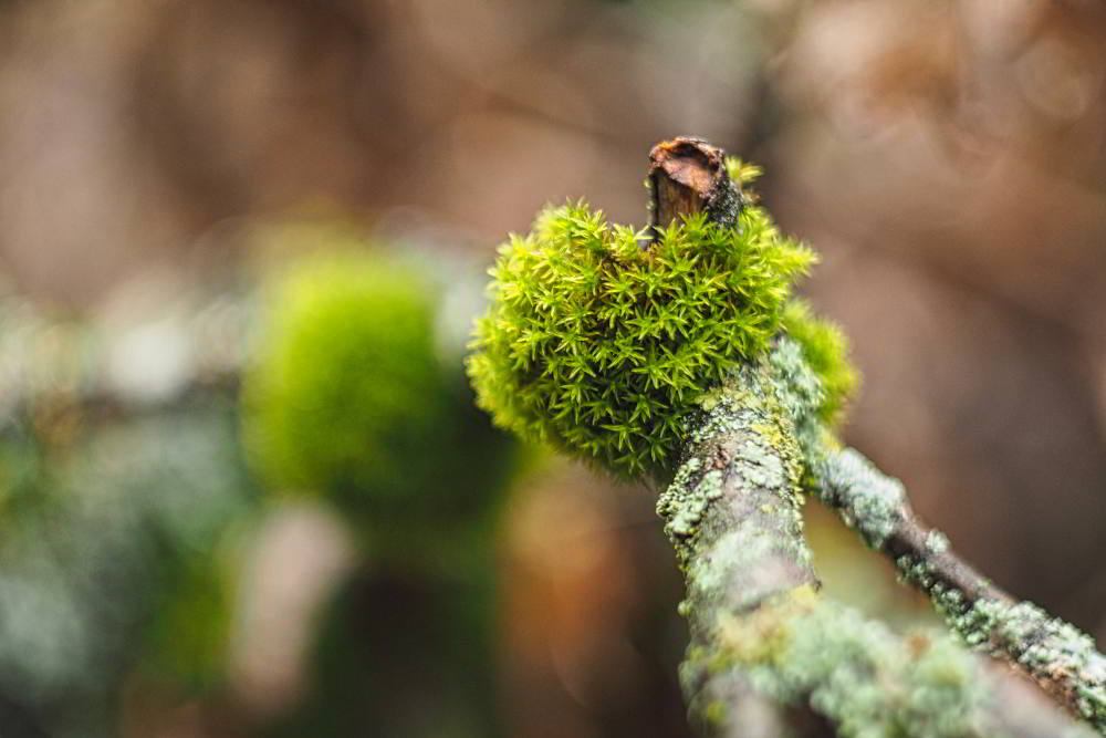 Das Goldene Frauenhaarmoos (Polytrichum commune) wird auch Gemeines bzw. Gewöhnliches Widertonmoos oder Großes Haarmützenmoos genannt. | Foto: Werner Pietschmann