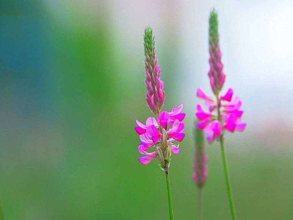 Saat-Esparsette (Onobrychis viciifolia) | Foto: Werner Pietschmann