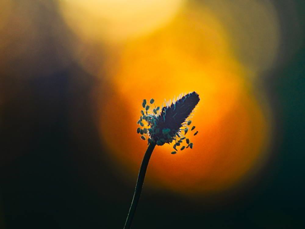 Spitzwegerich (Plantago lanceolata) | Foto: Werner Pietschmann