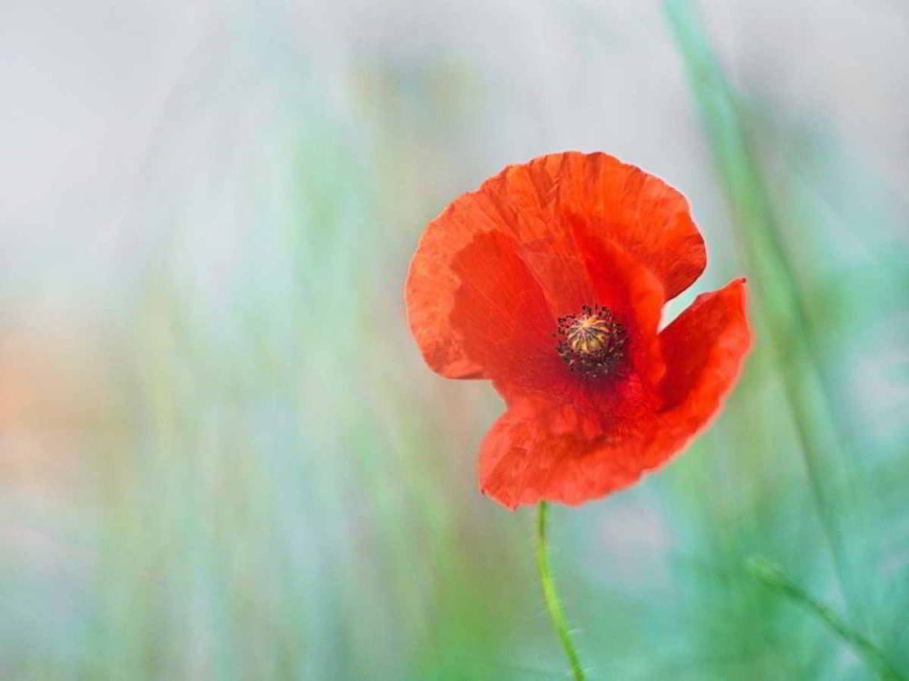 Der Klatschmohn (Papaver rhoeas) wird auch Mohnblume oder Klatschrose genannt. | Foto: Werner Pietschmann