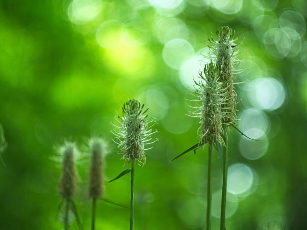 Die Ährige Teufelskralle (Phyteuma spicatum) wird auch Weiße Teufelskralle oder Ährige Rapunzel genannt. | Foto: Werner Pietschmann