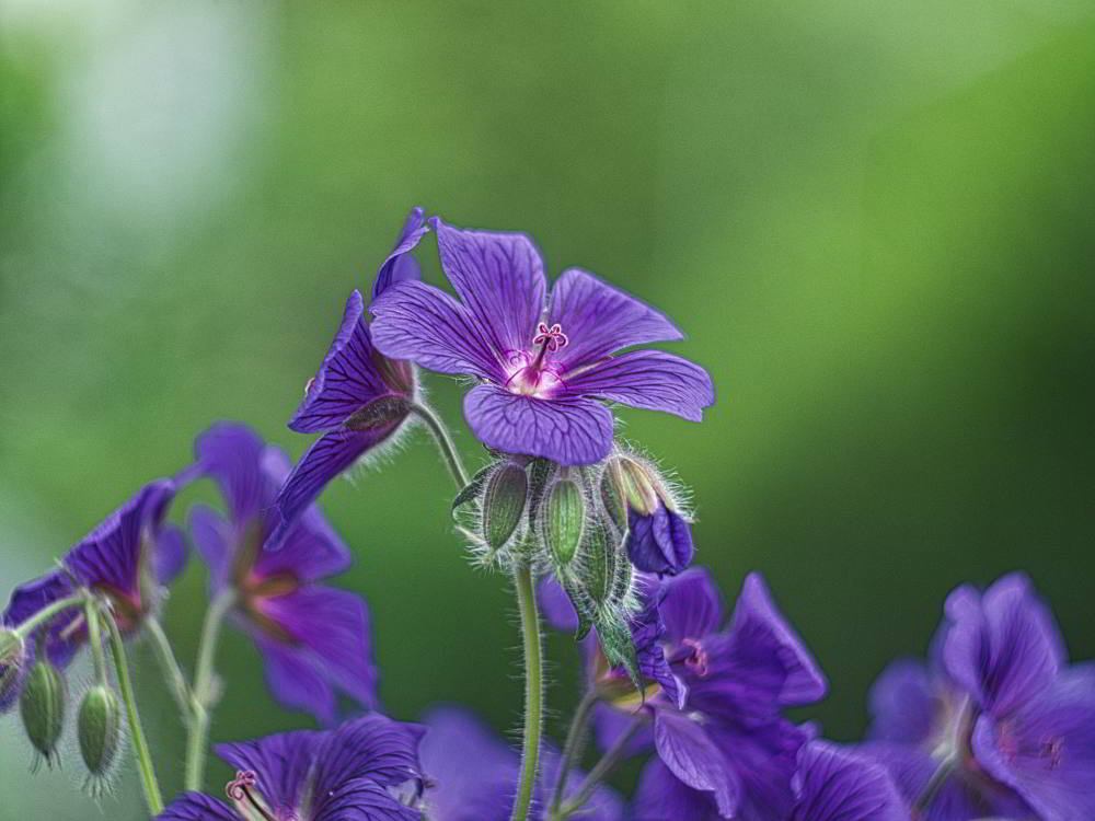 Storchschnabel (Geranium pratense) | Foto: Werner Pietschmann