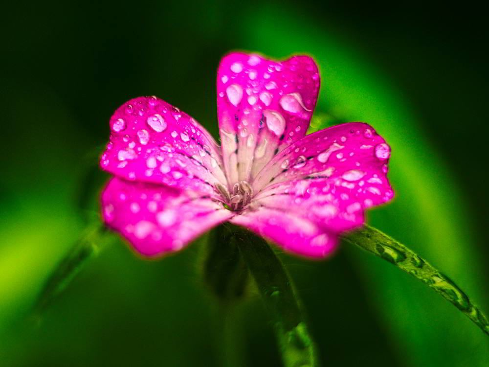 Kornrade (Agrostemma githago) | Foto: Werner Pietschmann