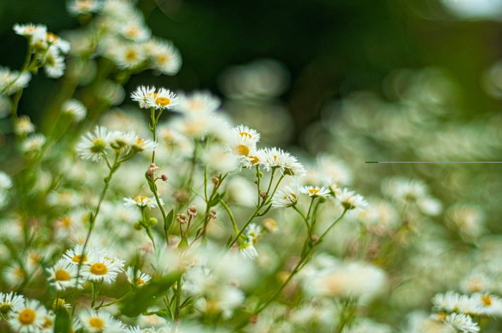 Einjährige Berufkraut (Erigeron annuus) | Foto: Werner Pietschmann