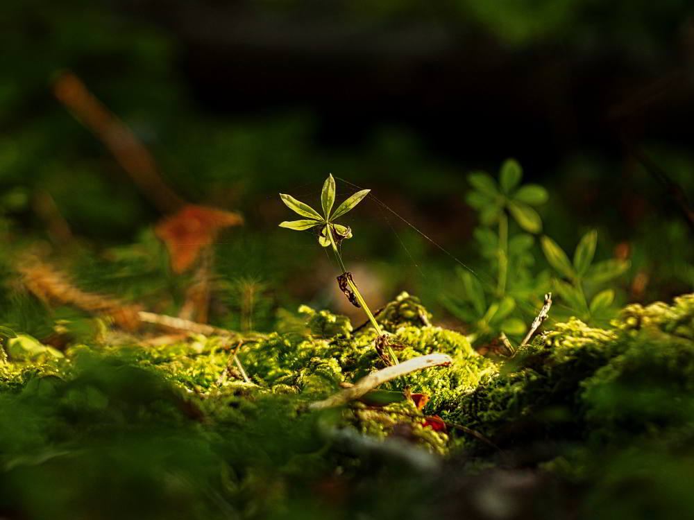 Waldmeister (Galium odoratum) | Foto: Werner Pietschmann