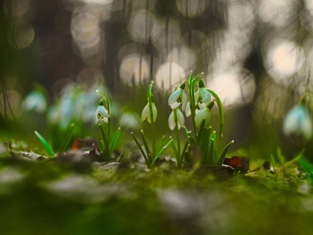 Schneeglöckchen (Galanthus) | Foto: Werner Pietschmann