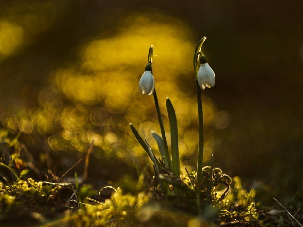 Schneeglöckchen (Galanthus) | Foto: Werner Pietschmann