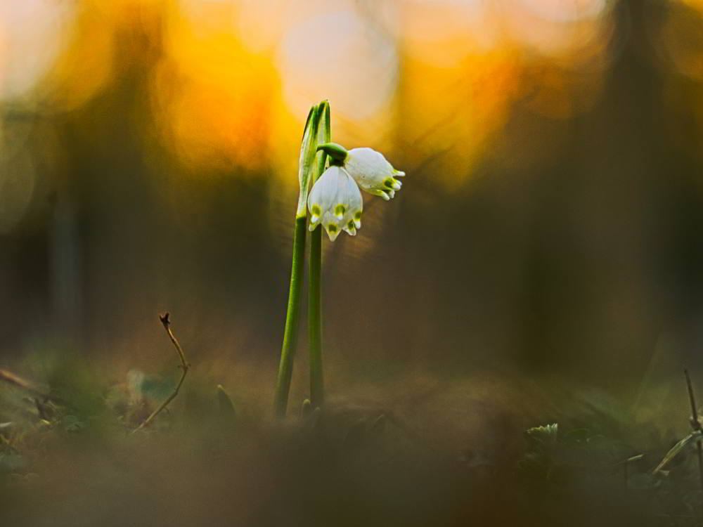 Märzenbecher (Leucojum vernum) | Foto: Werner Pietschmann