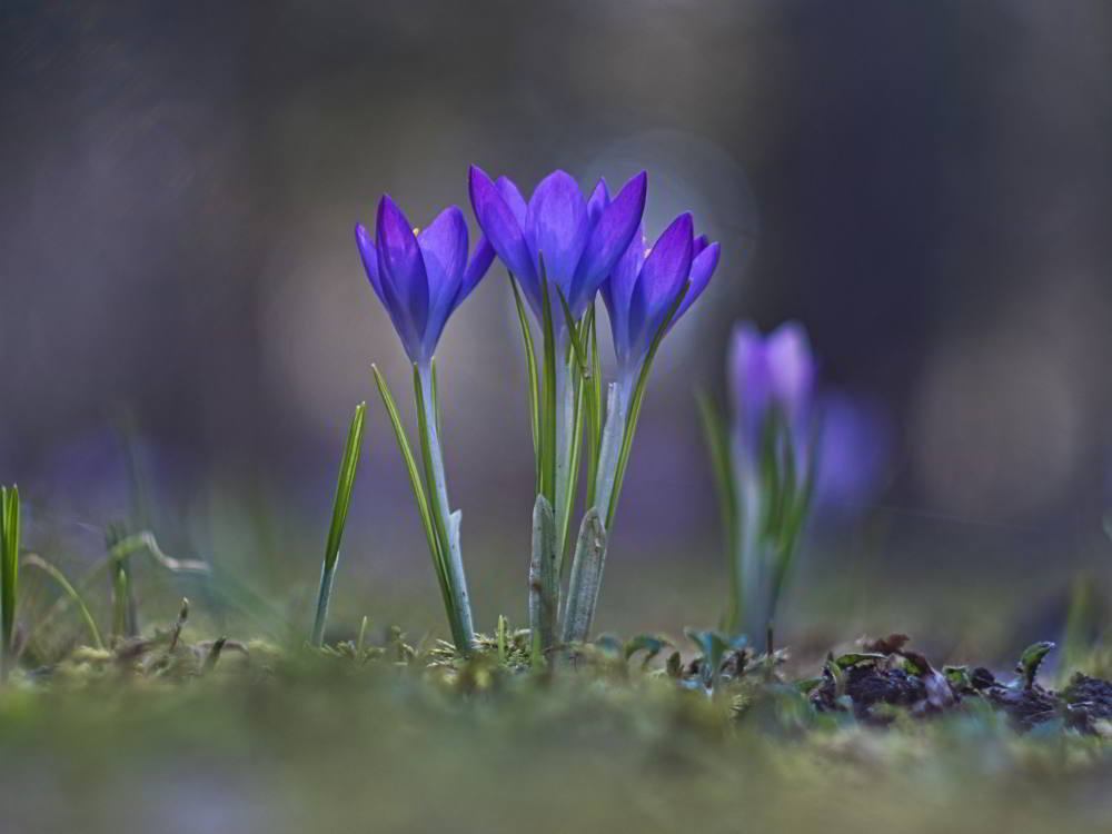 Krokus (Crocus vernus) | Foto: Werner Pietschmann