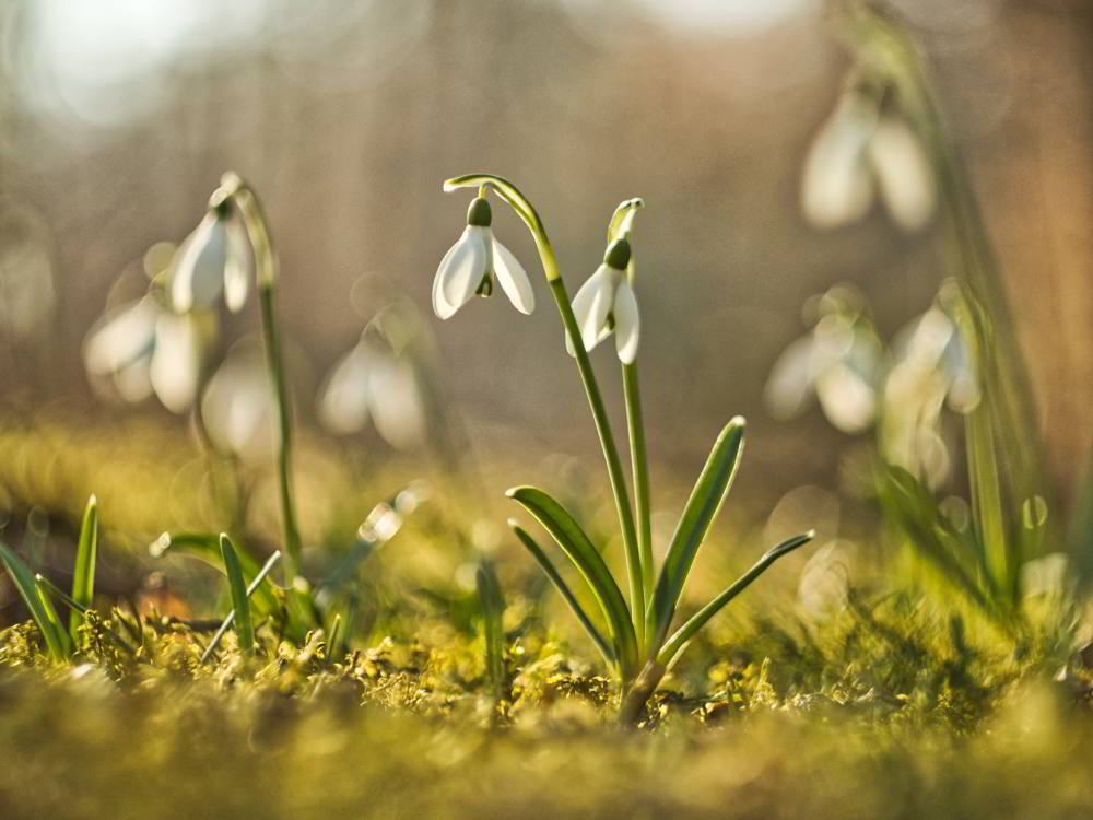 Schneeglöckchen (Galanthus) | Foto: Werner Pietschmann