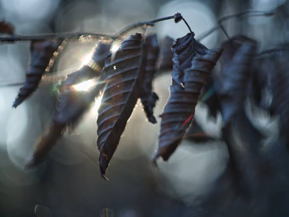 Verwelktes Laub der Rotbuche (Fagus sylvatica) | Foto: Werner Pietschmann