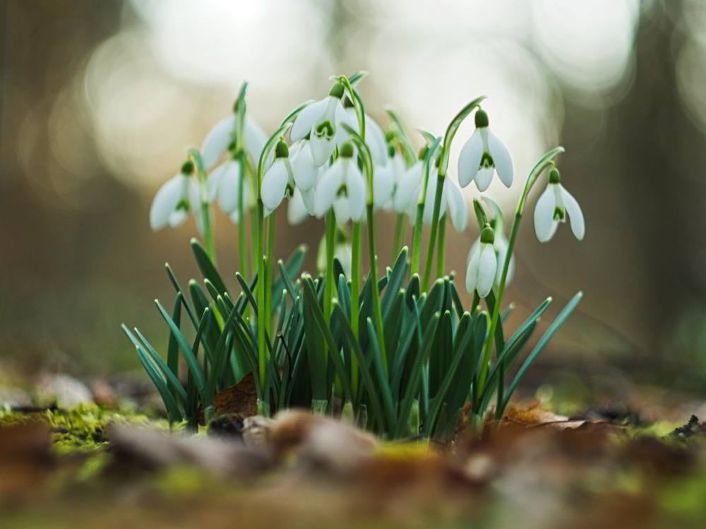 Schneeglöckchen (Galanthus) | Foto: Werner Pietschmann