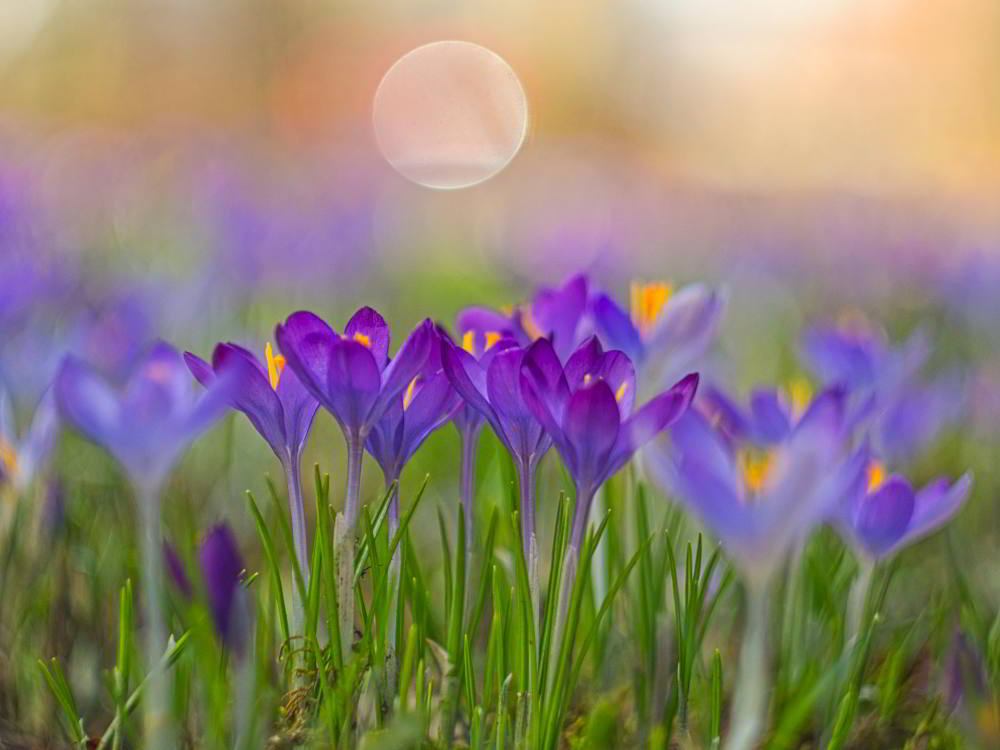 Krokus (Crocus vernus) | Foto: Werner Pietschmann