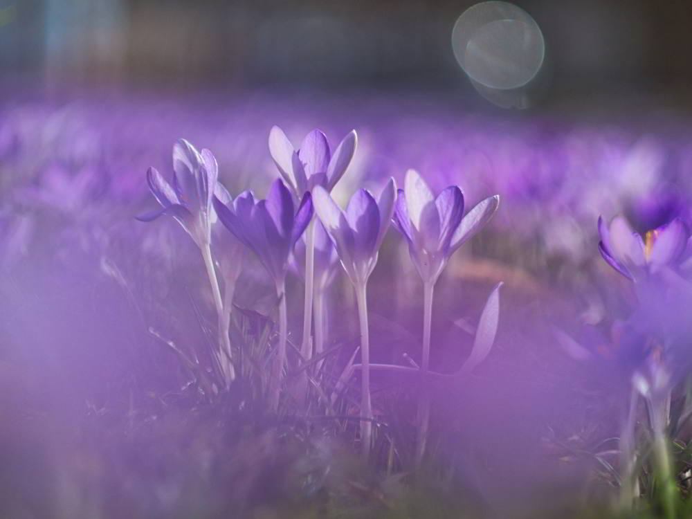 Krokus (Crocus vernus) | Foto: Werner Pietschmann