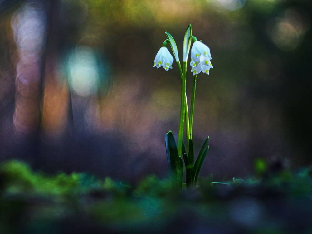 Die Frühlingsknotenblume (Leucojum vernum) wird auch Märzenbecher, Märzbecher, Märzglöckchen oder Großes Schneeglöckchen genannt. | Foto: Werner Pietschmann