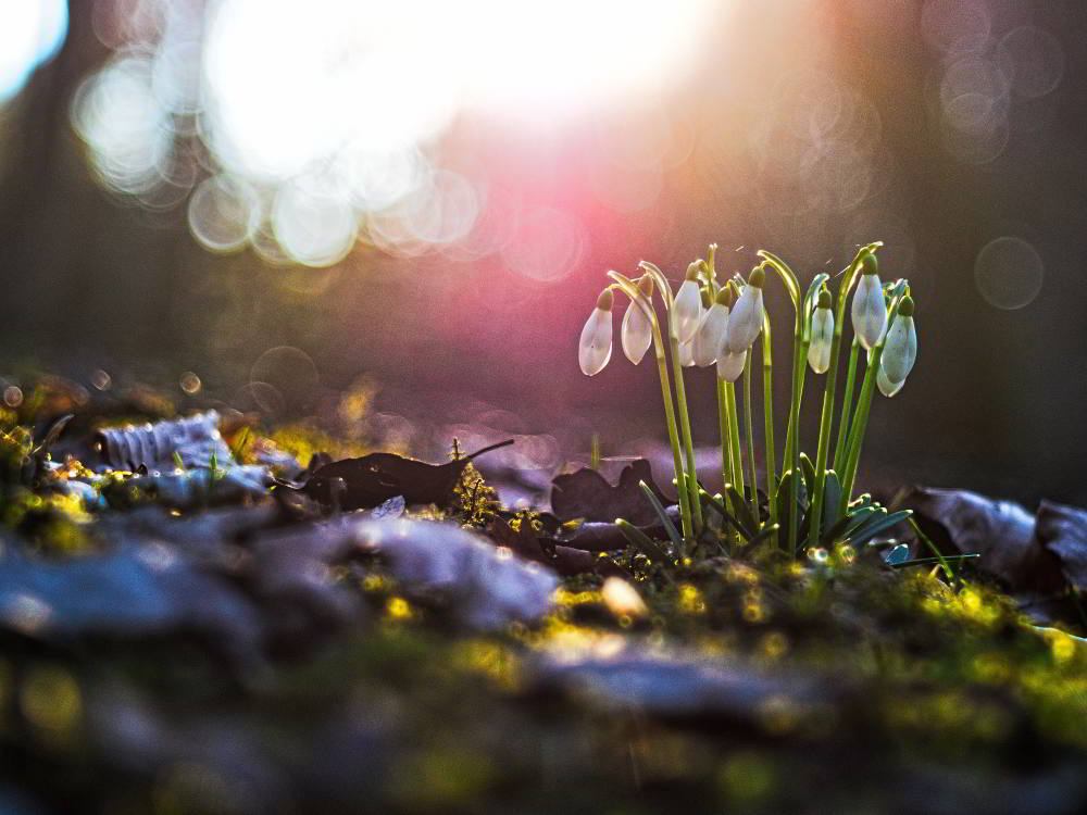 Schneeglöckchen (Galanthus) | Foto: Werner Pietschmann