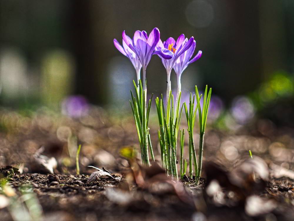 Krokus (Crocus vernus) | Foto: Werner Pietschmann