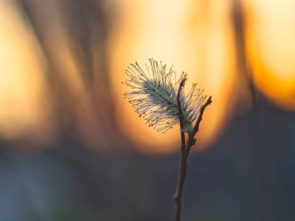 Blüte der Reifweide (Salix daphnoides)  | Foto: Werner Pietschmann