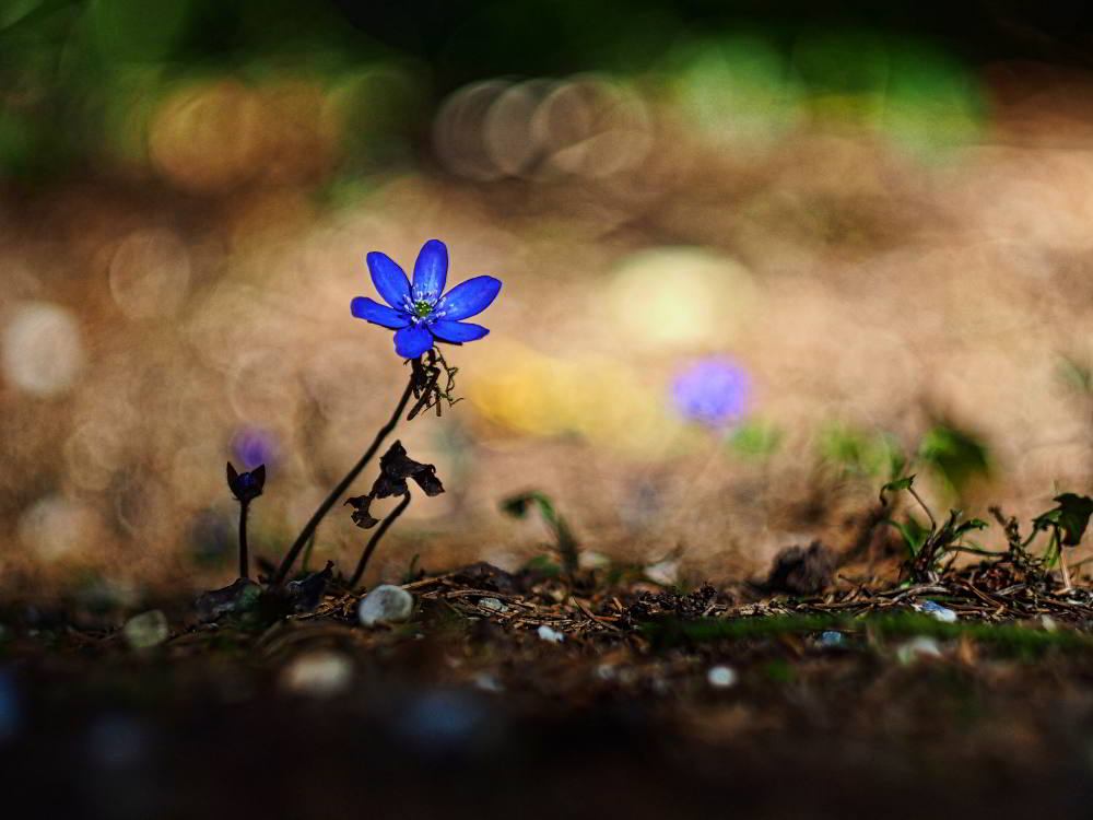 Gewöhnliches Leberblümchen (Hepatica nobilis) | Foto: Werner Pietschmann