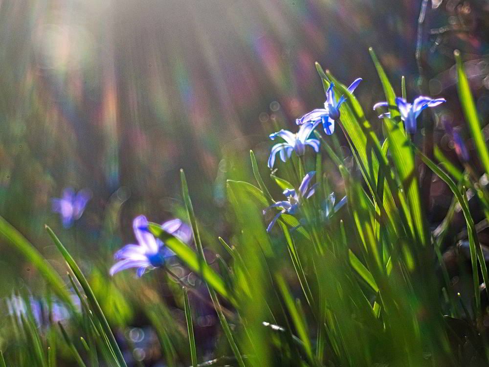 Zweiblaettriger Blaustern (Scilla bifolia) | Foto: Werner Pietschmann