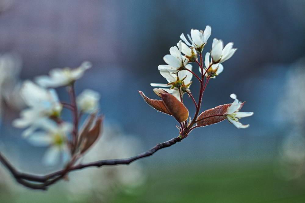 Die Kupfer-Felsenbirne (Amelanchier lamarckii) wird auch Korinthenbaum genannt. | Foto: Werner Pietschmann