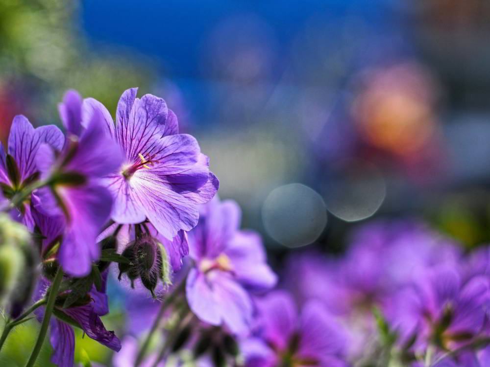 Storchschnabel (Geranium pratense) | Foto: Werner Pietschmann