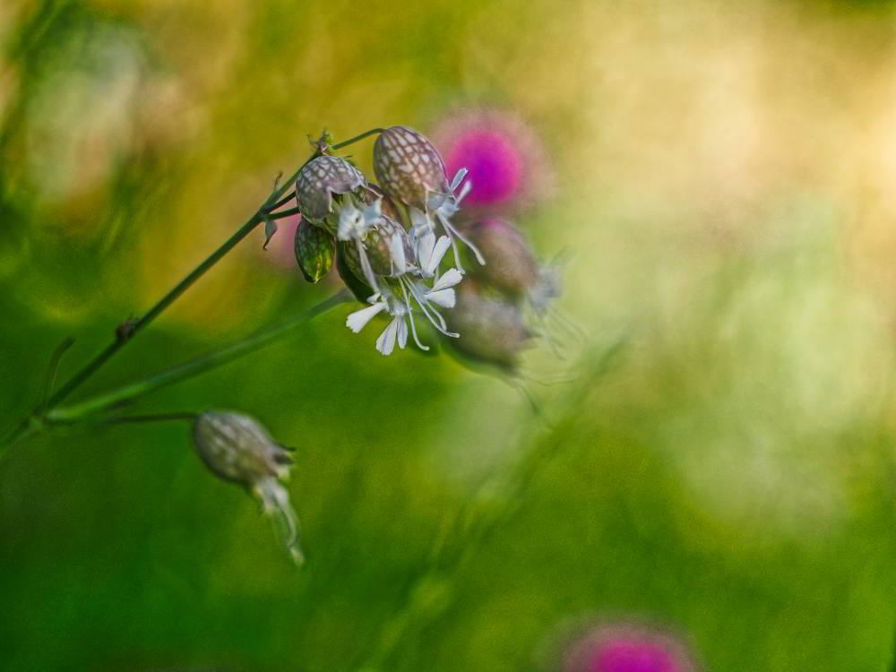 Taubenkropf-Leimkraut (Silene vulgaris) | Foto: Werner Pietschmann