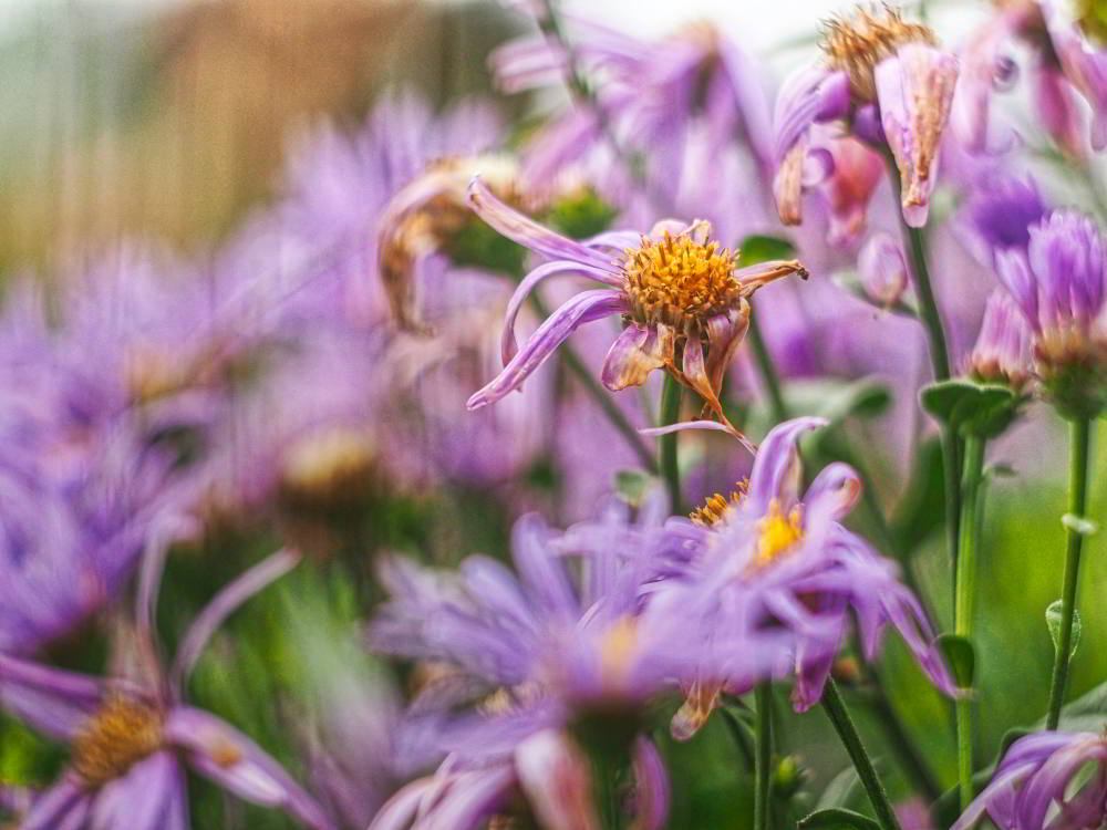 Berg-Aster (Aster amellus) | Foto: Werner Pietschmann