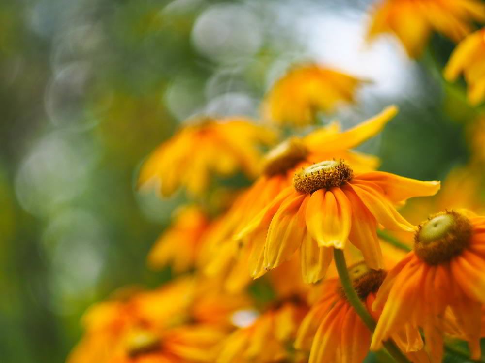 Die Schwarzäugige Rudbeckie (Rudbeckia hirta) wird auch Rauer Sonnenhut genannt. | Foto: Werner Pietschmann