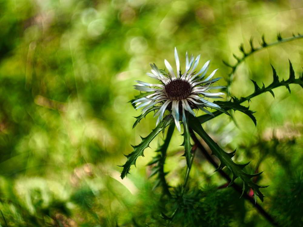 Silberdistel (Carlina acaulis) | Foto: Werner Pietschmann