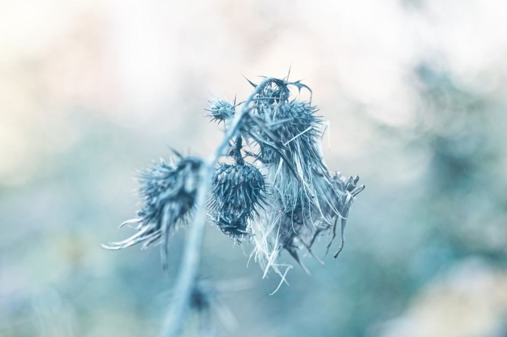 Kratzdistel (Cirsium brevistylum) | Foto: Werner Pietschmann