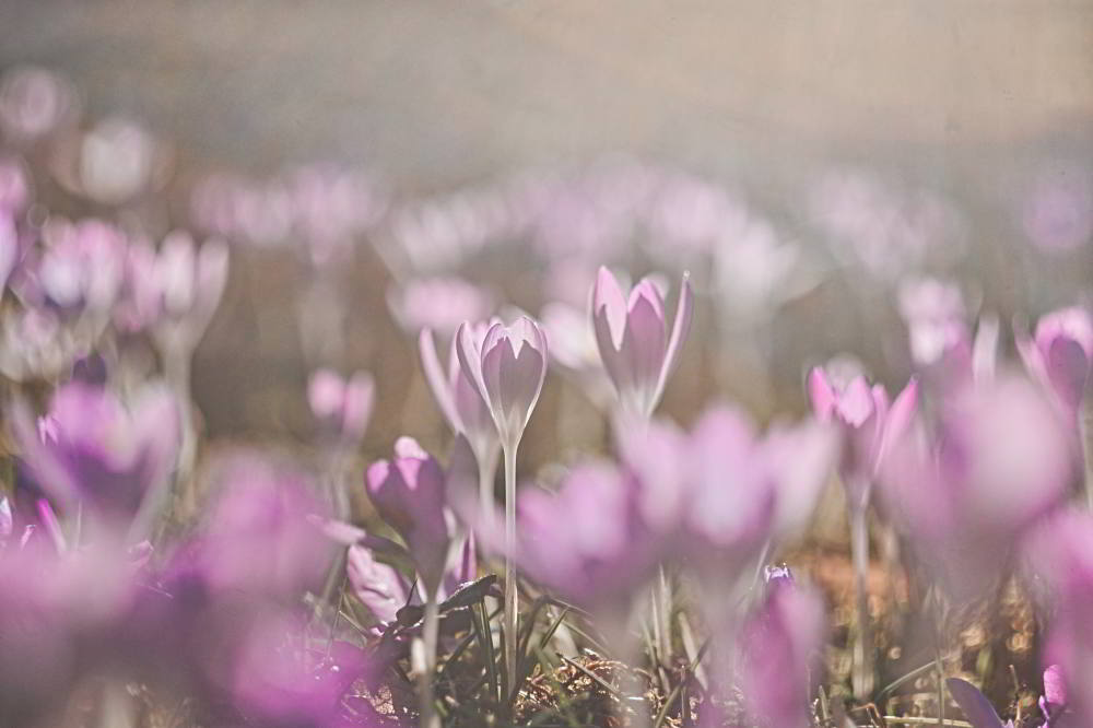 Krokus (Crocus vernus) | Foto: Werner Pietschmann