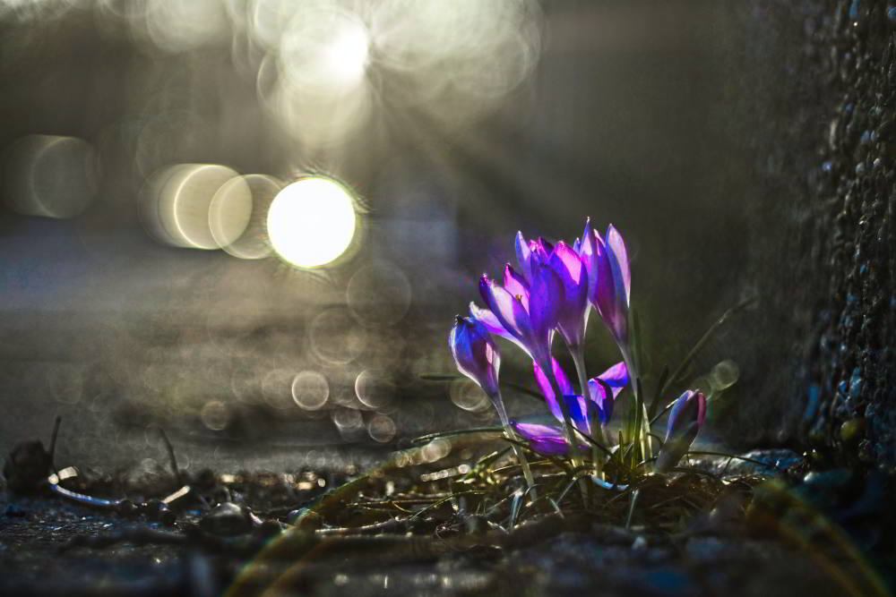 Krokus (Crocus vernus) | Foto: Werner Pietschmann