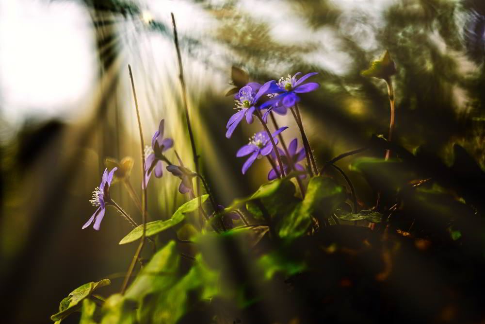 Leberblümchen (Hepatica nobilis) | Foto: Werner Pietschmann