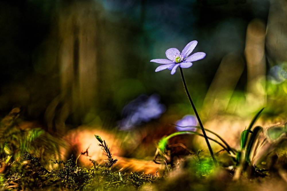 Leberblümchen (Hepatica nobilis) | Foto: Werner Pietschmann