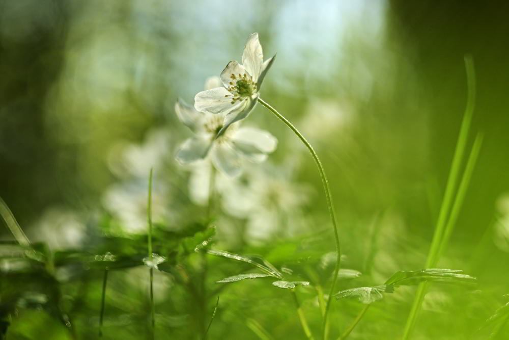 Buschwindroeschen (Anemonoides nemorosa) | Foto: Werner Pietschmann