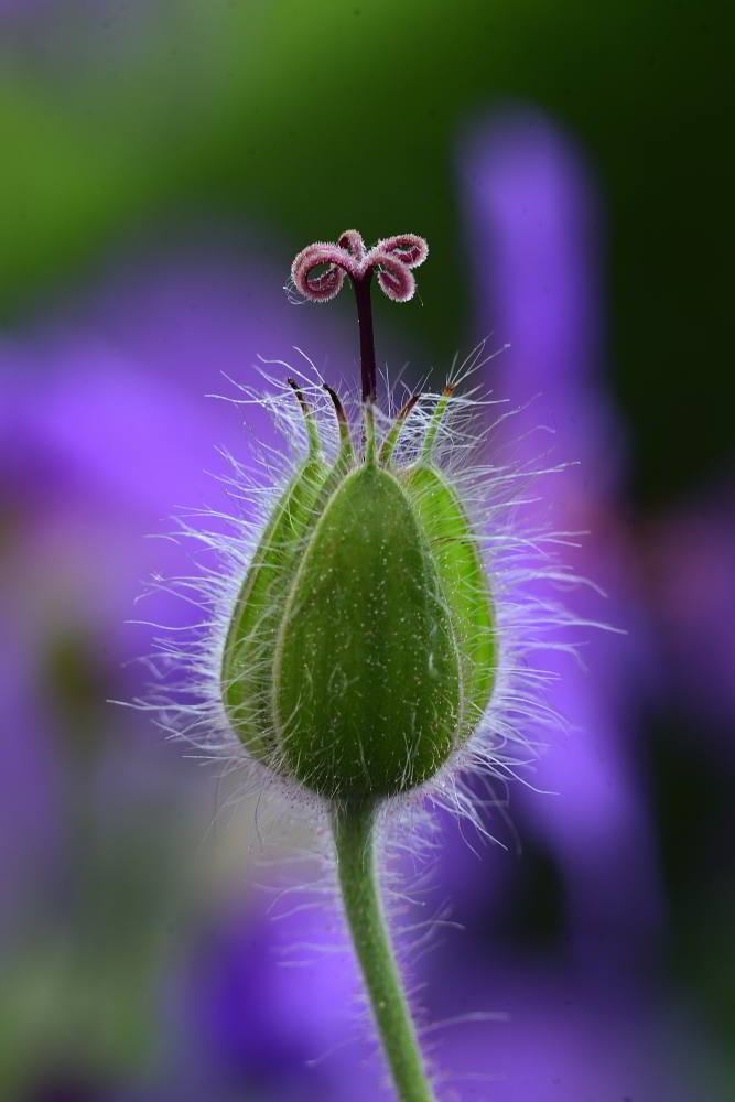 Storchschnabel (Geranium pratense) | Foto: Werner Pietschmann