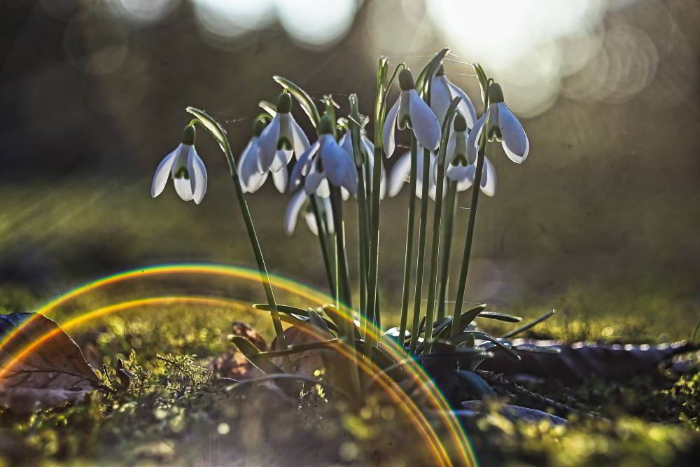 Schneeglöckchen (Galanthus) | Foto: Werner Pietschmann