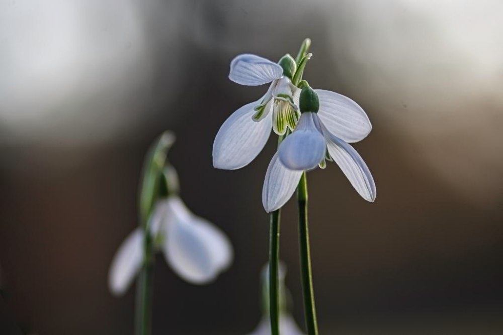 Schneeglöckchen (Galanthus) | Foto: Werner Pietschmann