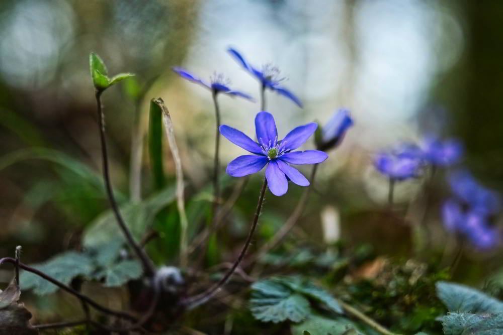 Leberblümchen (Hepatica nobilis) | Foto: Werner Pietschmann