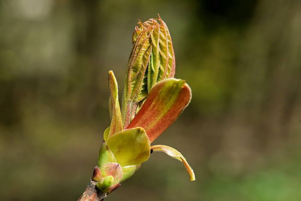 Knospe | Foto: Werner Pietschmann