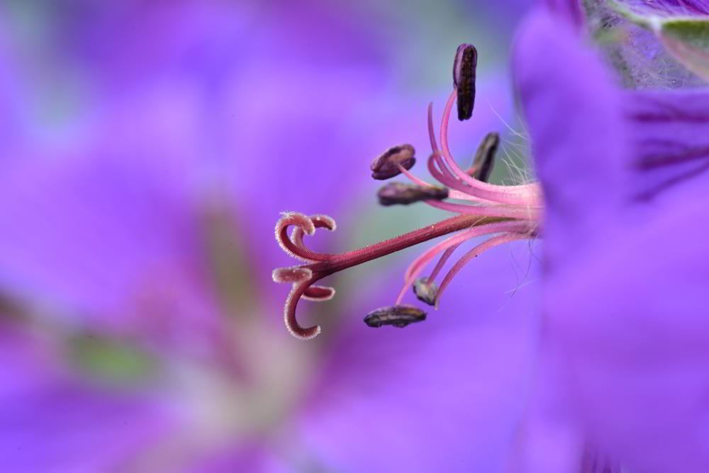 Storchschnabel (Geranium pratense) | Foto: Werner Pietschmann